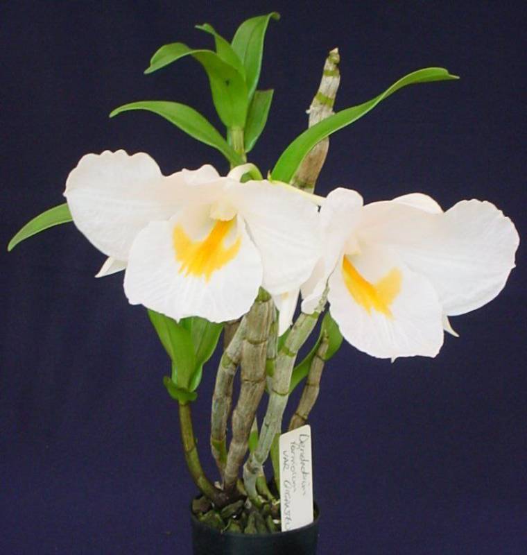 Орхидея FS145 Dendrobium formosum