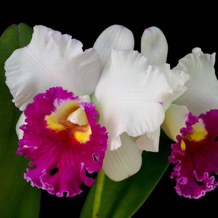 Орхидея FS60 Cattleya Ann Joi