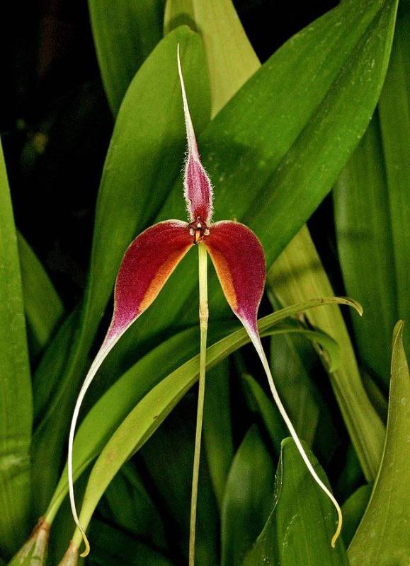 Орхидея FS31 Bulbophyllum maxillare