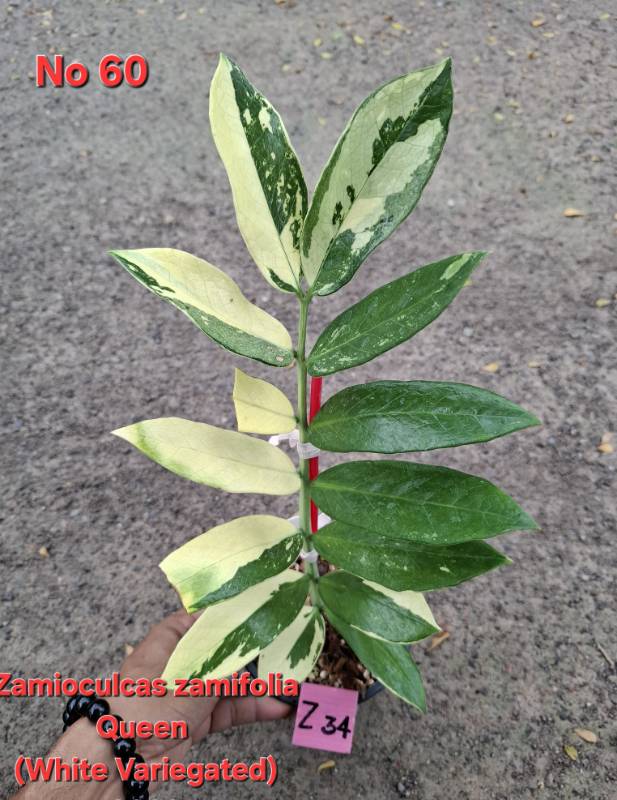 Замиокулькас 60 Zamioculcas Queen white variegated Z34