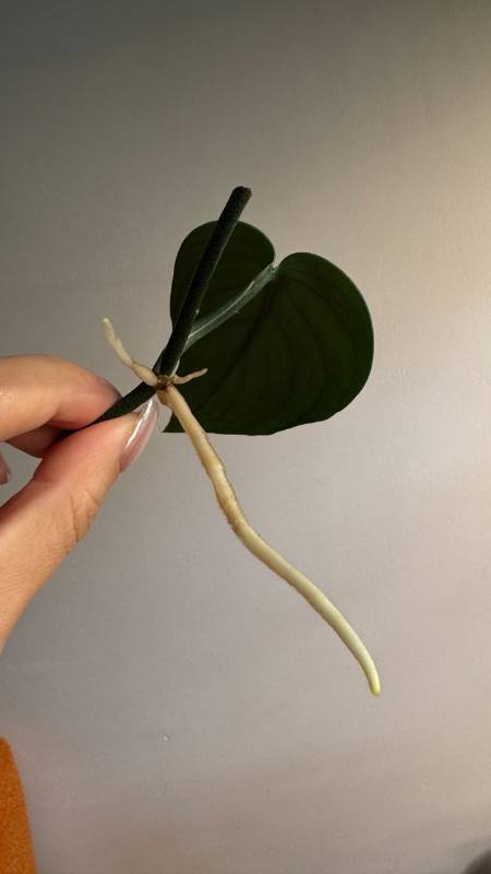 Cциндапсус S61 Scindapsus Green Veins