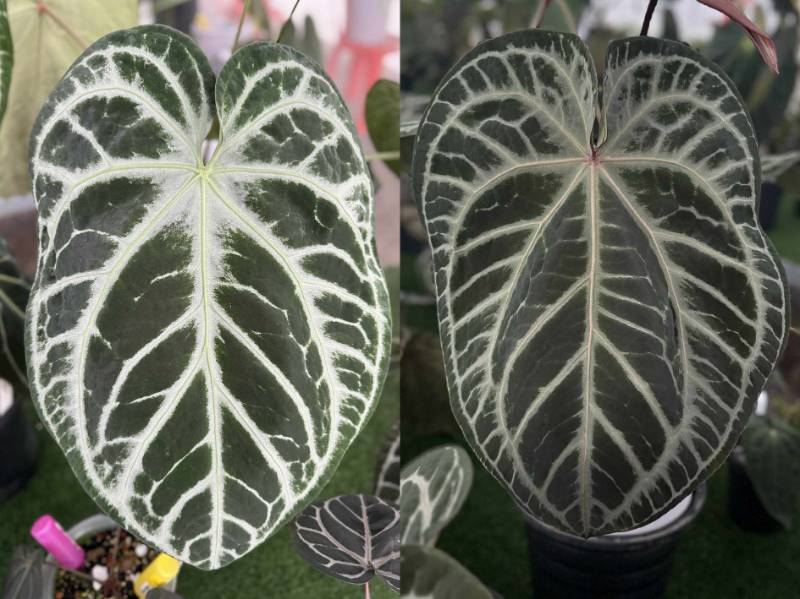 Антуриум G24 Anthurium SKG Pink Lemonade X (Crystallinum Select Lage 53 X Angela 35)