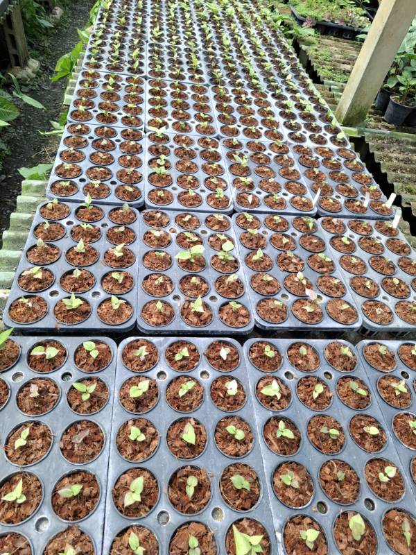 Антуриум 4S02 Anthurium Renessans (Siam) variegated seeds
