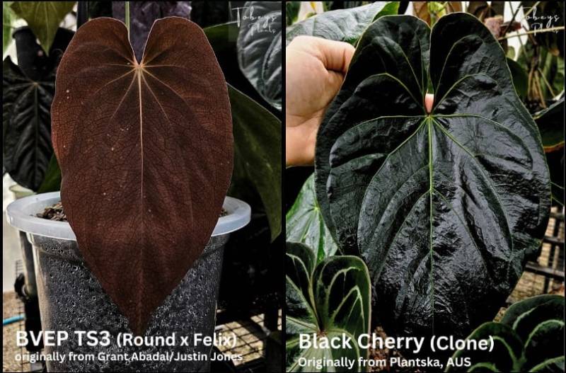 Антуриум 4T47 Anthurium Antolakii (BVEP TS3) X Black Cherry