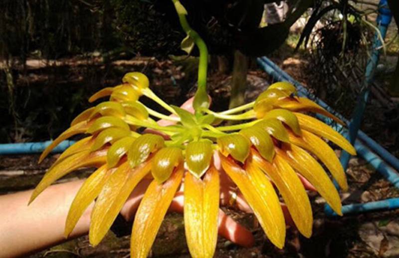 Орхидея FS21 Bulbophyllum graveolens