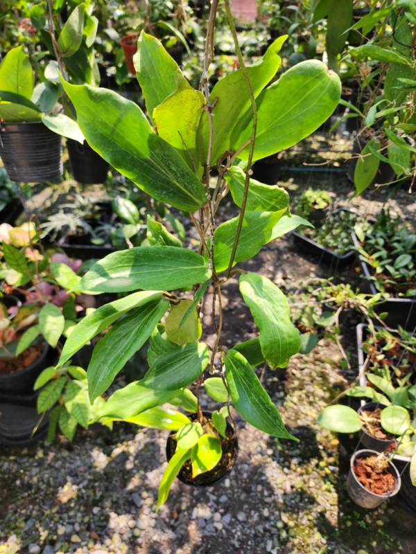 Хойя HN25 Hoya​ Benguetensis