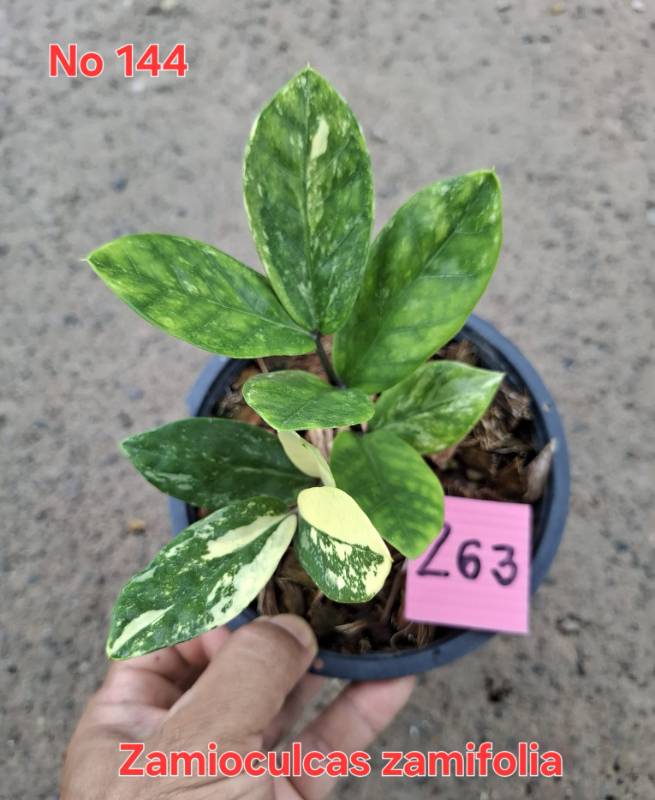 Замиокулькас 144 Zamioculcas zamifolia Z63