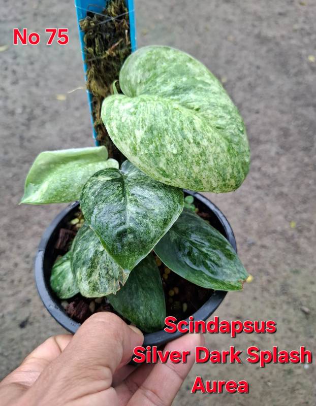 Cциндапсус 75 Scindapsus Silver Dark Splash Aurea