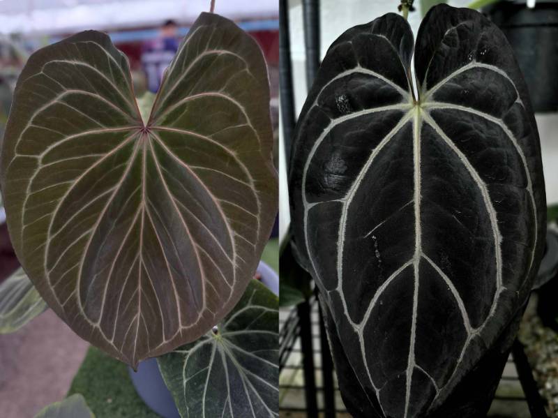 Антуриум 4G18 Anthurium KOS HU X Carlablackiae GO1 Super black