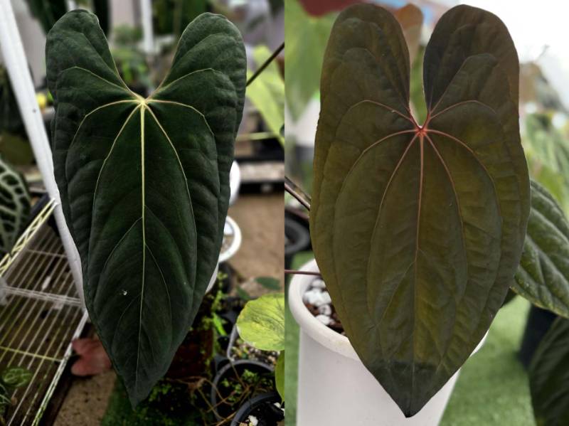 Антуриум G50 Anthurium Ralph Lynam Jv Self X RVDP No3