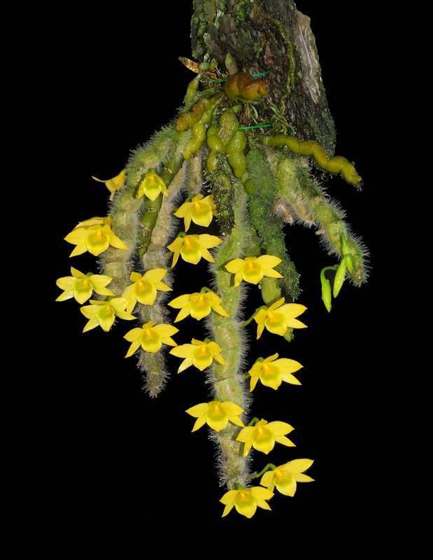 Орхидея FS88 Dendrobium senile
