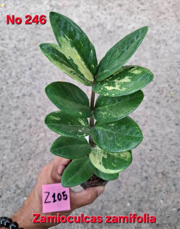 Замиокулькас 246 Zamioculcas zamifolia Z105