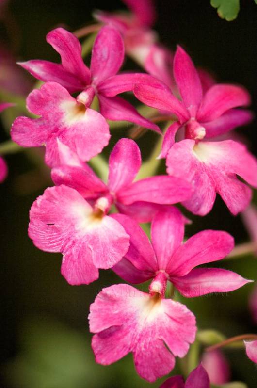 Орхидея FS38 Calanthe rubens