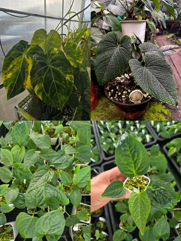 Антуриум 4G65 Anthurium Crystallinum variegated X Splendidum