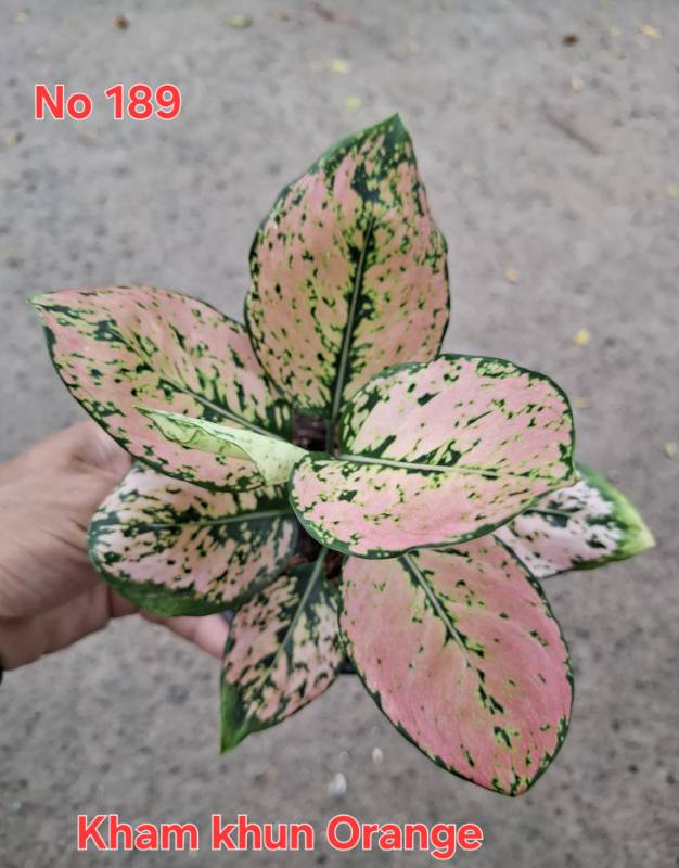 Аглаонема 189 Aglaonema Kham Khun Orange
