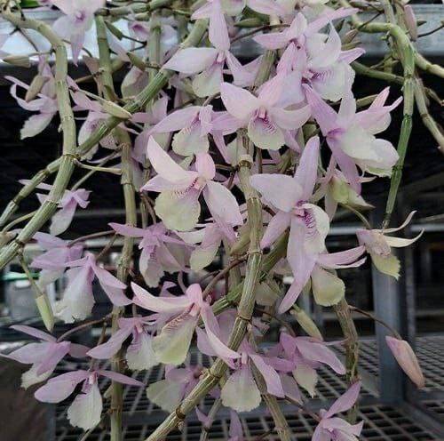 Орхидея FS130 Dendrobium aphyllum variegated