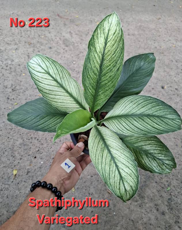 Спатифиллум 223 Spathiphyllum Sensation Mint