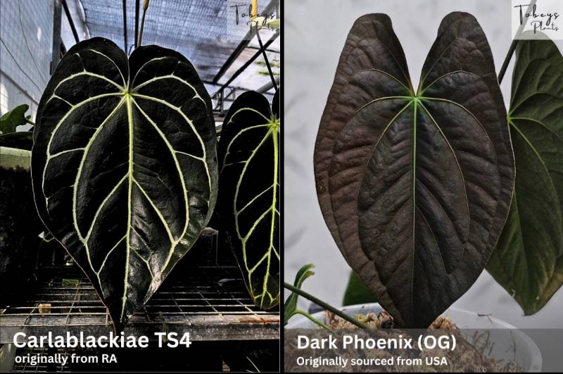 Антуриум TP39 Anthurium Carlablackiae TS4 X Dark Phoenix