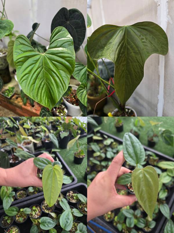 Антуриум 4G73 Anthurium SP Silver Peru X Subsignatum