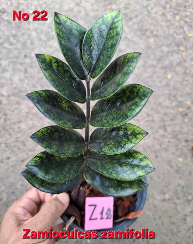 Замиокулькас 22 Zamioculcas zamifolia Z12