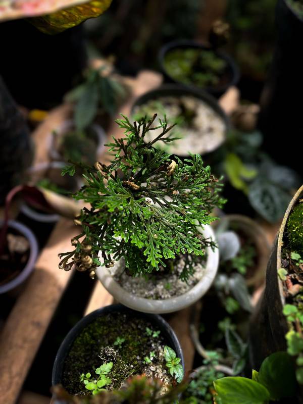 Лесное AA25 Selaginella sp