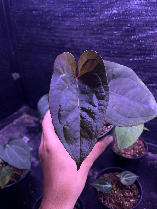 Антуриум §§89 Anthurium Red Spider X RVDP