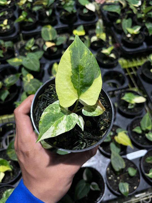 Антуриум AA08 Anthurium Papillilaminum x Portillae Indo variegated