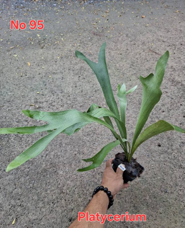 Папоротник 95 Platycerium sp