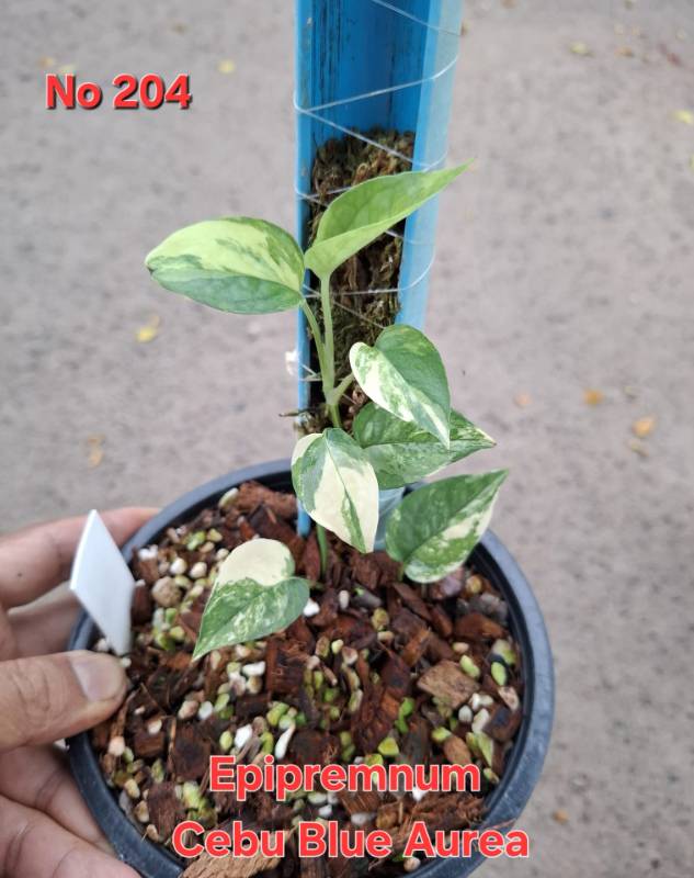Эпипремнум 204 Epipremnum Cebu Blue Aurea