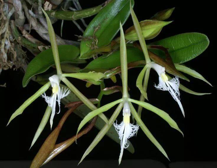 Орхидея FS92 Epidendrum ciliare