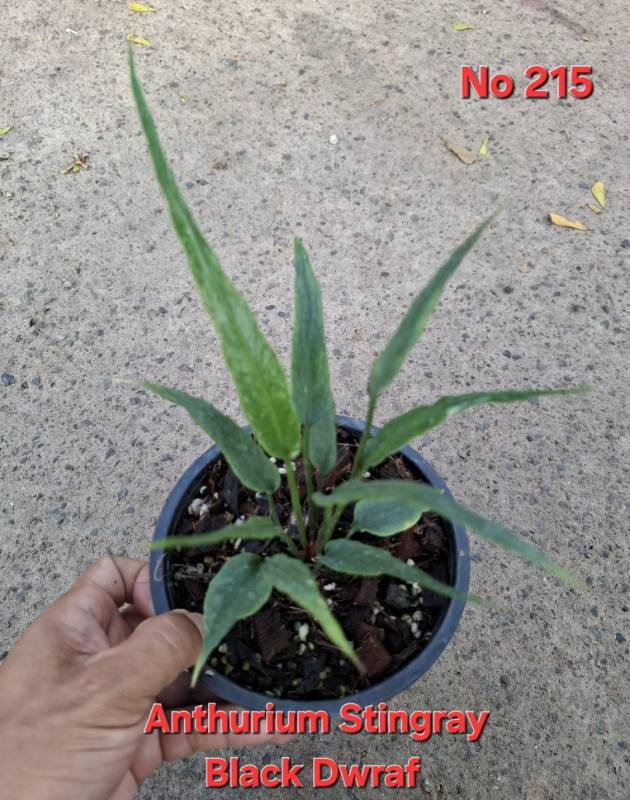 Антуриум 215 Anthurium stingray Black Dwarf