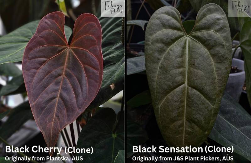 Антуриум 4T23 Anthurium Black Cherry X Black Sensation