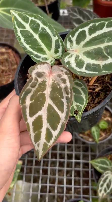 Антуриум §§71 Anthurium Purple Mystique Mutation