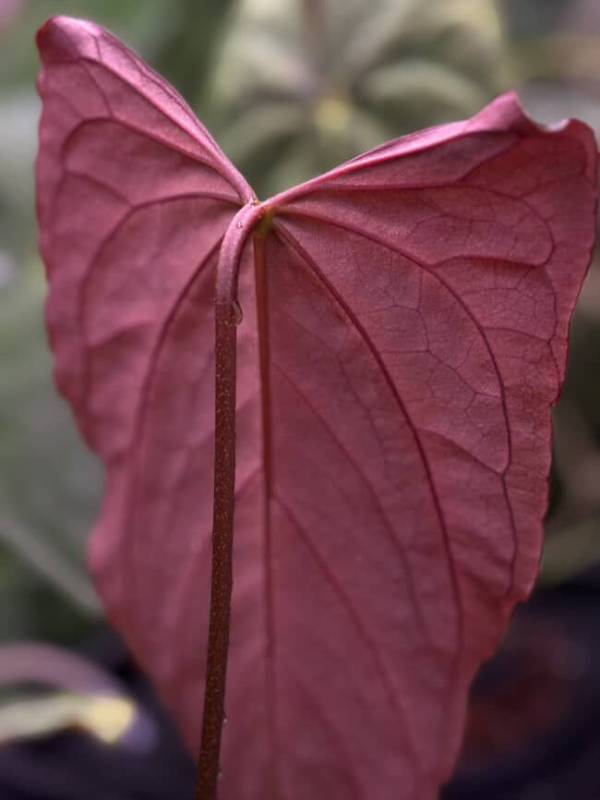 Антуриум §§74 Anthurium RL Self from Jay Vannini