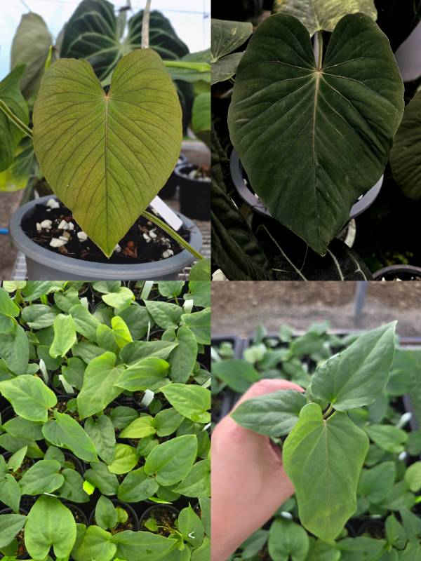 Антуриум 4G64 Anthurium Kunayalense GO1 X Self