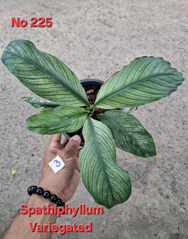Спатифиллум 225 Spathiphyllum Sensation Mint
