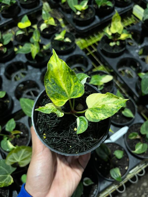Антуриум AA10 Anthurium Portillae Indo variegated X Self