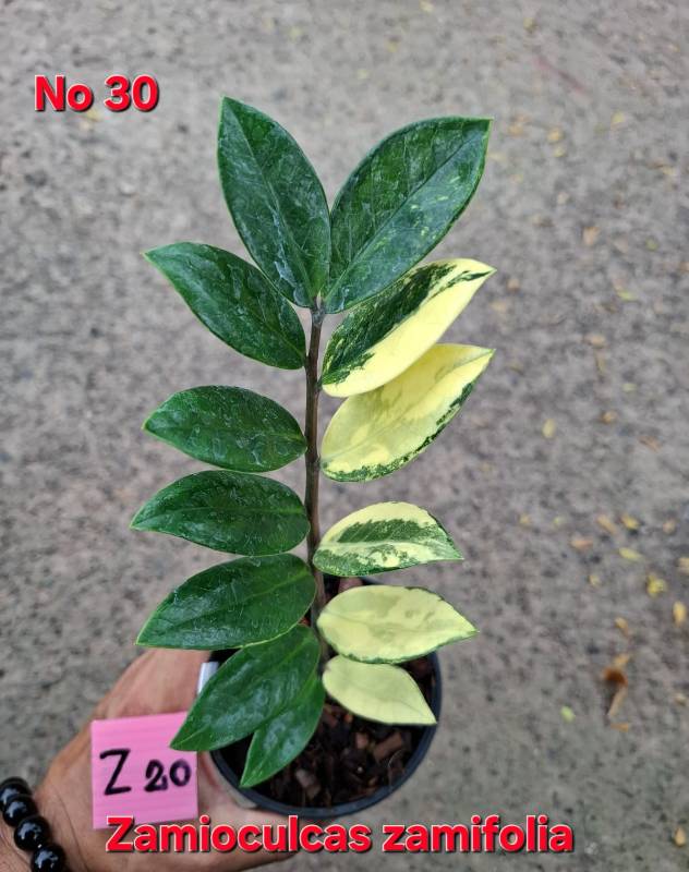 Замиокулькас 30 Zamioculcas zamifolia Z20