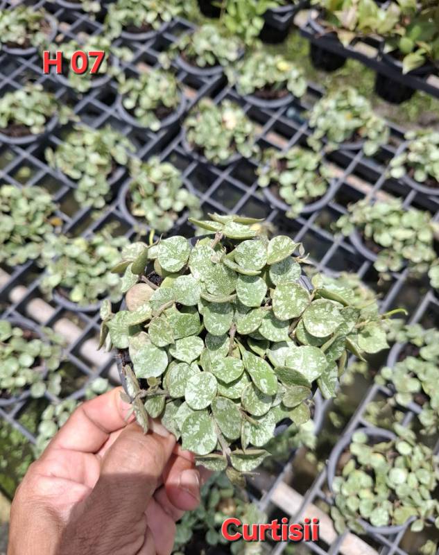 Хойя H07 Hoya curtisii