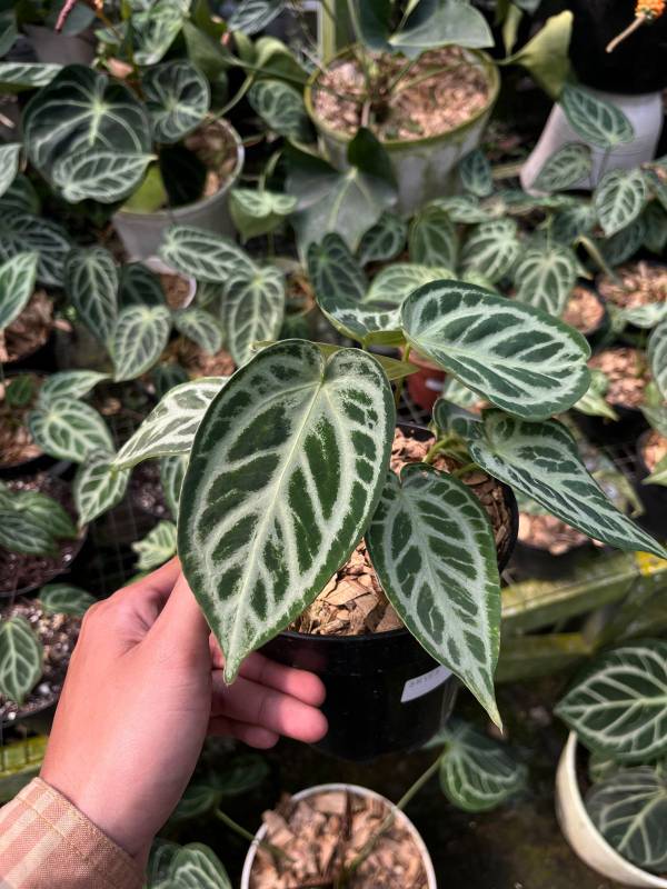 Антуриум §§83 Anthurium Silver Chrome x Silver Tiger