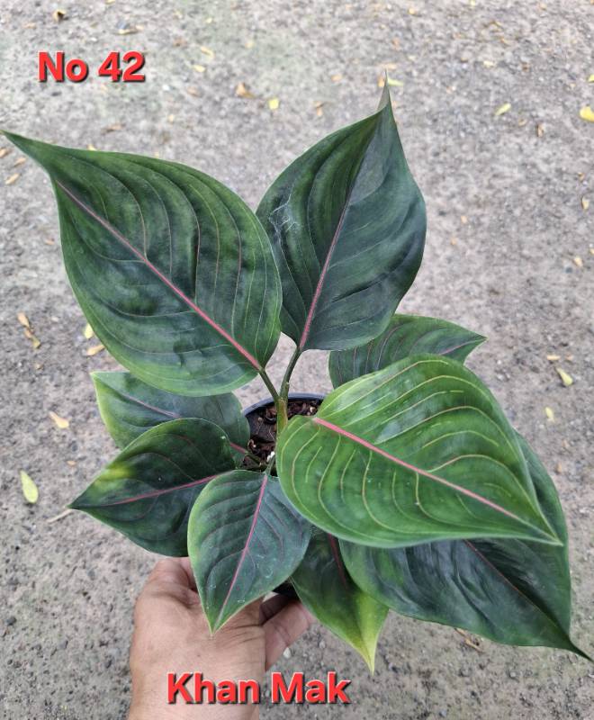 Аглаонема 42 Aglaonema Khan Mak