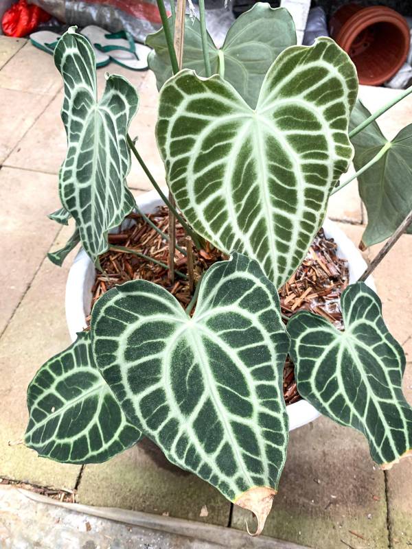 Антуриум §§72 Anthurium King of Clarinervium S