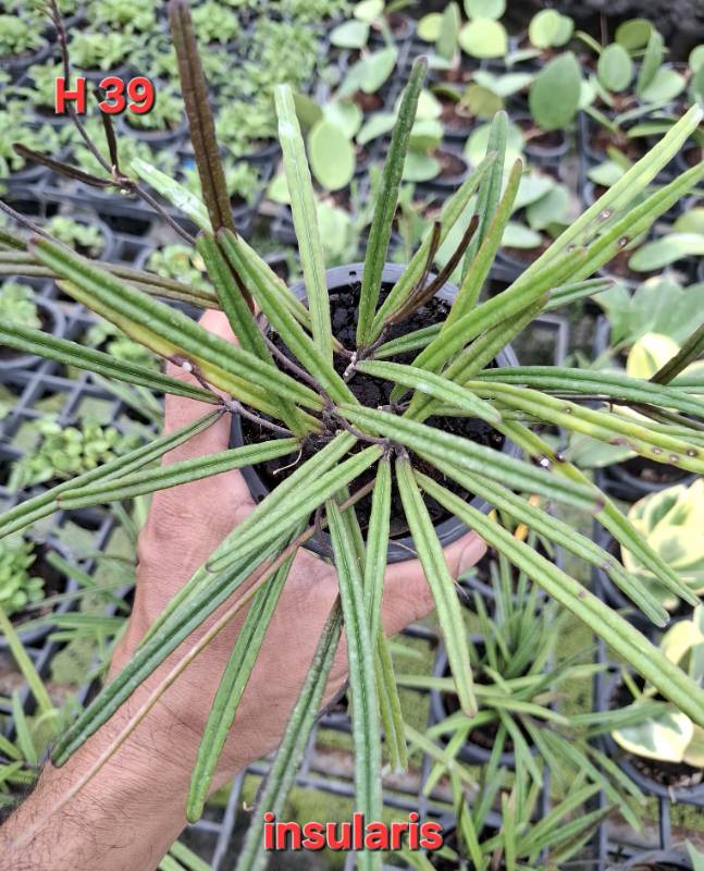 Хойя H39 Hoya insularis