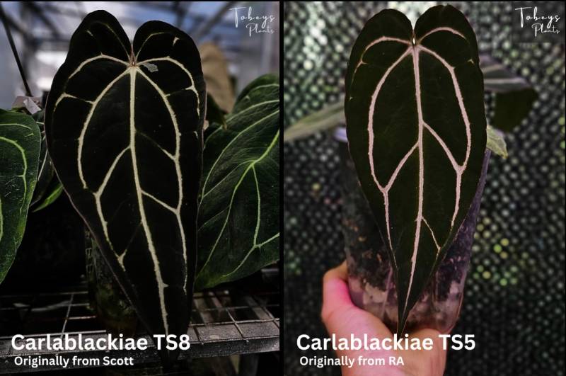 Антуриум TP37 Anthurium Carlablackiae TS8 X Carlablackiae TS5
