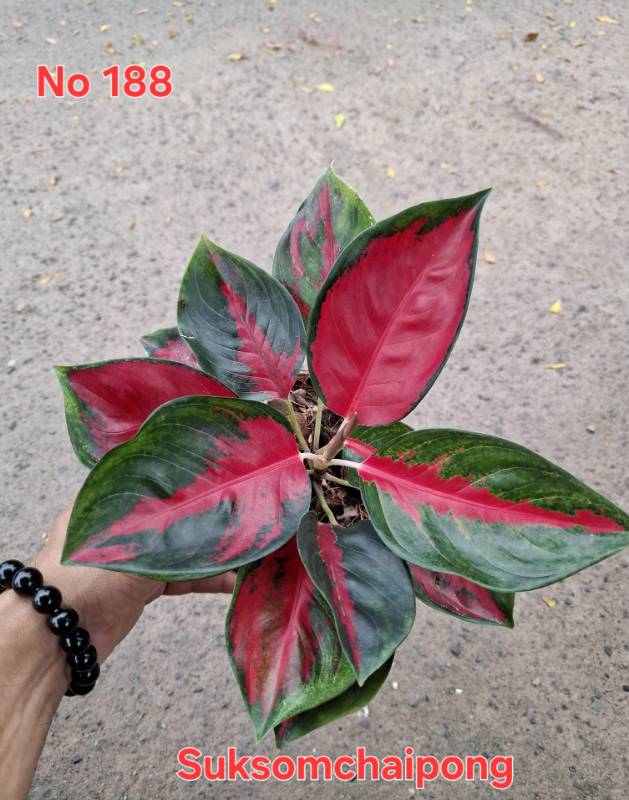 Аглаонема 188 Aglaonema Suksomchaipong