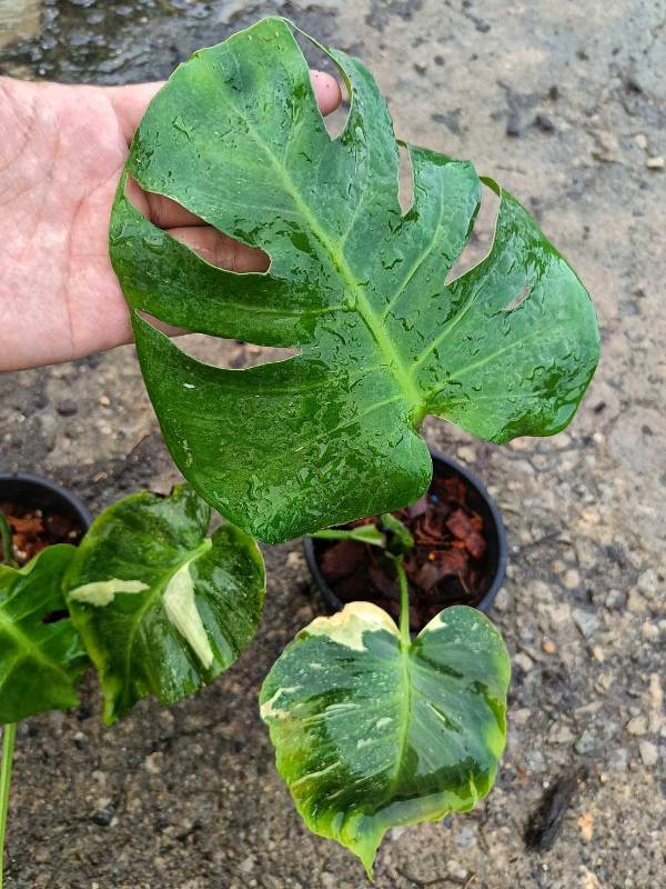 Монстера 4S01 Monstera deliciosa seeds