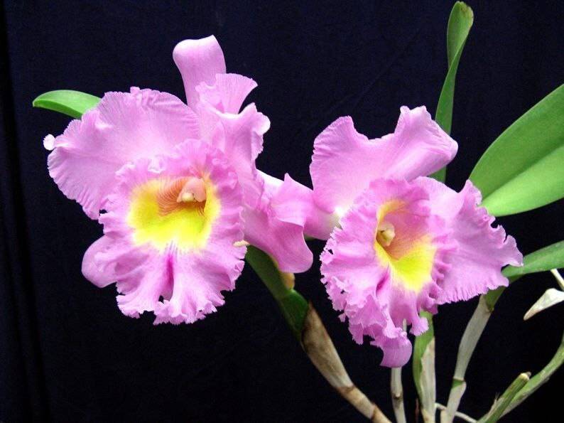 Орхидея FS73 Cattleya Mahina Year Hero