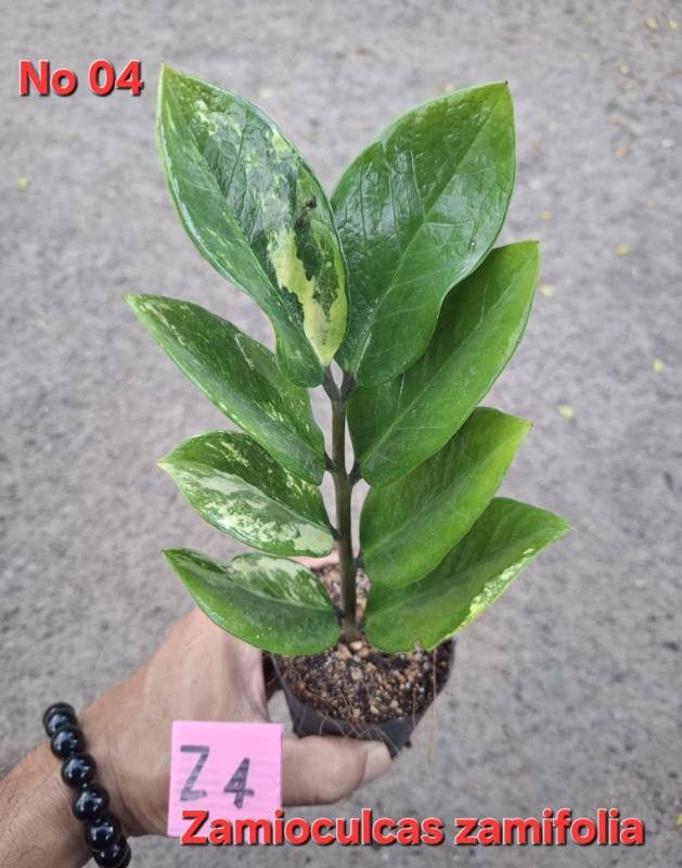 Замиокулькас 04 Zamioculcas zamifolia Z4