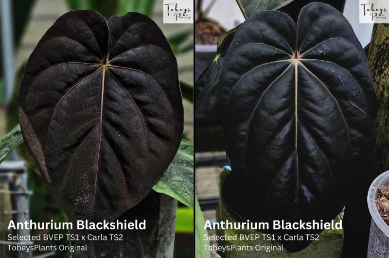 Антуриум TP19 Anthurium Blackshield X Self