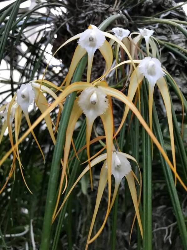 Орхидея FS06 Brassavola cucullata